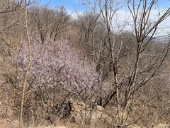 -北京西山国家森林公园