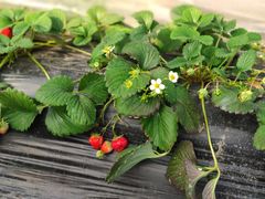 -胜丰草莓采摘园