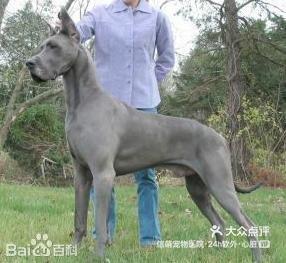 大丹犬(学名:greatdane),也称-大众点评