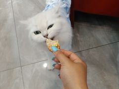 -宠爱国际动物医院· 猫科· 外科·中兽医(长白店)