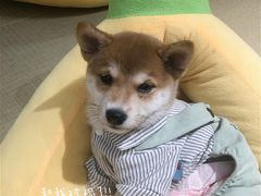 -逗柴咖啡屋·狗咖猫咖宠物桌游