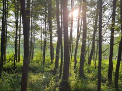 -桤木河湿地公园