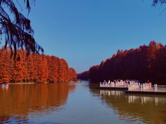 -上海海湾国家森林公园