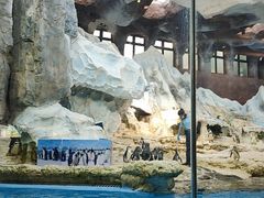 -帝企鹅自助餐厅•儿童岛•真企鹅(长隆企鹅酒店)