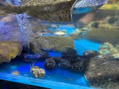 -四海蒸鲜蒸汽海鲜自助(北戴河店)