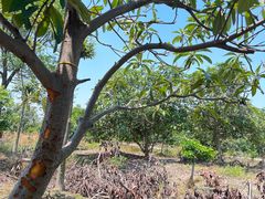 -塘栖枇杷特色园区