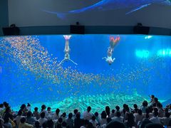 -合肥海洋世界