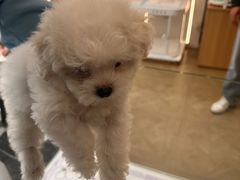 -翊宠yipet猫狗购宠庄园犬舍•猫舍