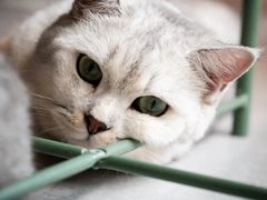 -猫儿山۰猫主题餐厅