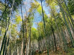 -上海佘山国家森林公园天马山园