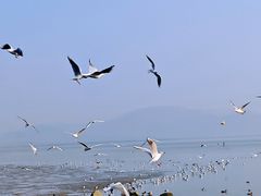 -深圳湾公园(南山区)