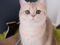 -琪喵猫屋·撸猫猫咖·猫舍