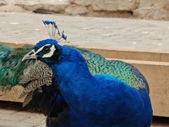 -青藏高原野生动物园
