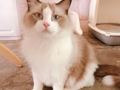 -喵屿·大理花园猫咖