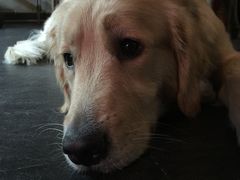 -百好乐宠物友好餐厅(朝外大街店)