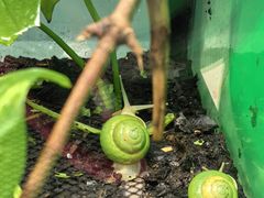 -上海大自然野生昆虫馆(东方明珠·爬宠昆虫探索中心)