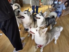 -Husky Go! 哈士奇体验馆·宠物咖啡厅狗咖