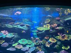 -暹罗海洋世界