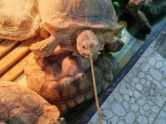 -上海大自然野生昆虫馆(东方明珠·爬宠昆虫探索中心)