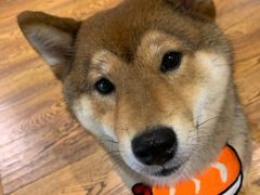 -柴务处·柴犬主题狗咖