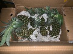 -三亚新鸿港水果一级批发市场