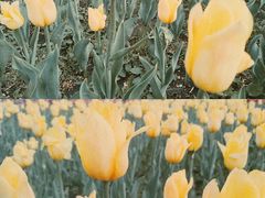 -长春公园(普阳街道)