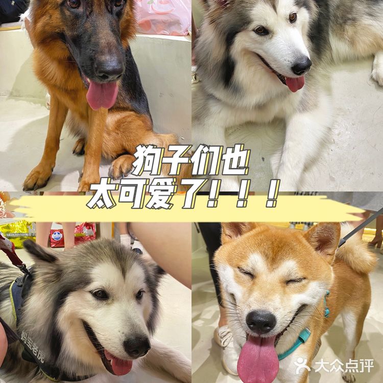 重庆超大明星宠物店｜毛孩子的快乐星球 