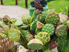 -白鹭湾湿地公园