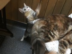 -猫色咖啡·猫咖