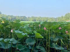 -长春市南湖公园