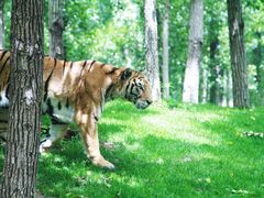 -北京野生动物园