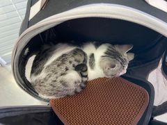 -瑞派福兴宠物医院犬猫全科·骨科·中西医结合(河东店)