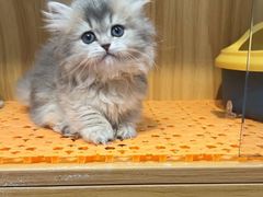 -欣宠猫屋·矮脚拿破仑·蓝金金渐层