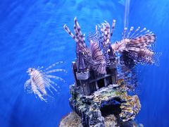 -芜湖新华联大白鲸海洋公园