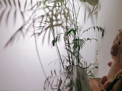 -枞馫单丛茶·茶室·茶馆(风林绿洲店)