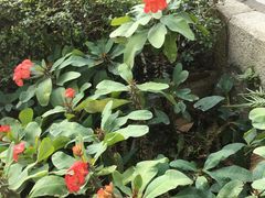 -鼓浪屿钢琴博物馆