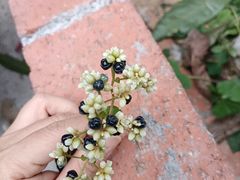 -天强农家菜馆