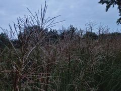 -汉长安城未央宫国家考古遗址公园