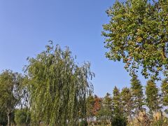 -春花秋色城市公园