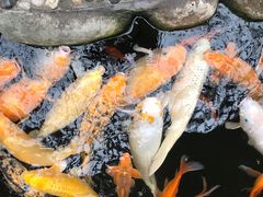 -上海大自然野生昆虫馆(东方明珠·爬宠昆虫探索中心)