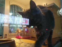-东岸料理·寿司·刺身