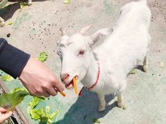 -前小桔亲子创意农场·草莓采摘·露营烧烤