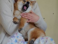 -柴犬高等学院·狗咖·柴犬售卖·宠物训练