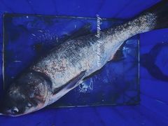 -雪野鱼头大王邢府公老店(雪野湖店)