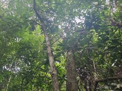 -海南热带雨林国家公园吊罗山景区