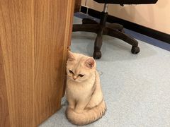 -萌兽医馆·犬猫专科·眼科中心·宠物医院(朝阳门分院)