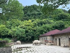 -杭州野生动物世界