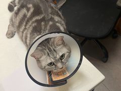 -安安宠医宠物医院·异宠·犬猫内科(岳阳分院)