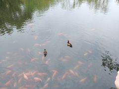 -西湖外事游船(花港观鱼码头)