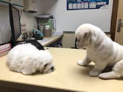 -宠颐生宠物医院外科·内科·皮肤科·影像科(石龙店)